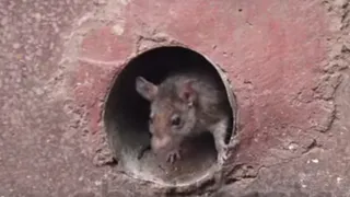 На Новоселов жителей многоэтажки терроризируют крысы