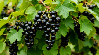 Готовимся к началу сезона черной смородины: поливаем каждый день и подкармливаем