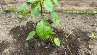 Перец «дуреет» от этой подкормки: даю 2 ложки при цветении — и грядка ломится от урожая