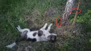 В Рыбновском районе нашли труп умершей от голода собаки