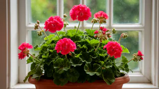 Не янтарную кислоту: крошу в воду для гераней другую мощную таблетку — кустятся и цветут как в последний раз