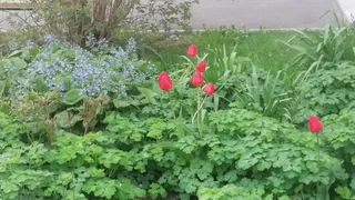 Дачники ему посвящают песни: всего один цветок — и о клещах на участке можно забыть