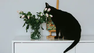 Как защитить домашние растения от любопытных котов: простой и эффективный метод