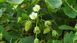 Уход за клубникой в апреле: шаги к богатому урожаю