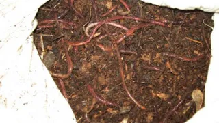 Червей с Украины не пустили в Брянскую область