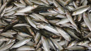 Названа самая полезная рыба - ешьте 3 раза в неделю, богата селеном, фосфором и хороша на вкус