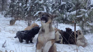 Рязанец обнаружил в лесу 20 щенков