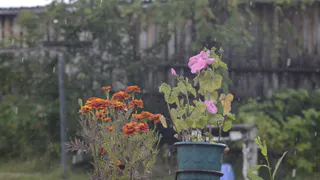 Добавь это в воду для полива декабриста, он вмиг вернет свои цветы и будет осыпать вас красотой круглый год