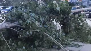 На Станкозаводской рухнуло дерево: жители остались без газа