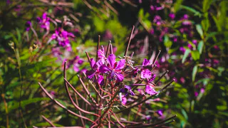 Иван-чай — какая польза и вред напитка, лечебные свойства  