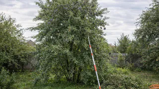 Слива выросла до шести метров, а ягод всё меньше: агрономы объясняют, что происходит с косточковыми без обрезки