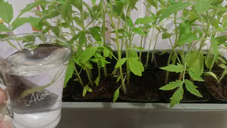 Всходят с «безумной силой»: в середине зимы даю 3 пилюльки для пробуждения старых семян - по карману каждому дачнику