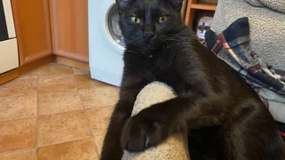 Почему ваш кот чешется и вылизывается постоянно. Причина не только в блохах - полезно знать всем владельцам питомцев