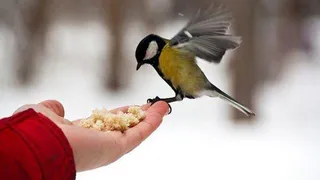 Приметы и запреты на 3 марта: обязательно покормите птиц