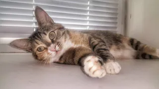 Конкурс "Пушистый иждивенец": пришлите фотографии питомца и выиграйте приз