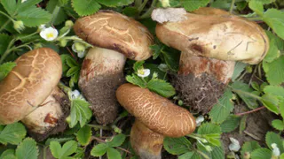 Как правильно выбрать грибы - рекомендации специалистов