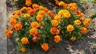 Не сажайте бархатцы на даче - и вот почему: садоводы уже убирают их со своего участка