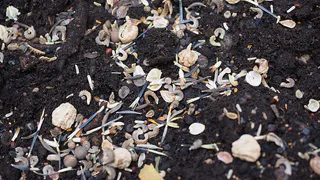 Эффективные методы активации семян для успешного прорастания