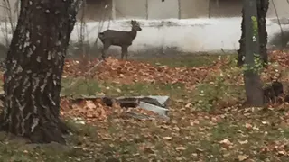 "Бегает Бемби": рязанка заметила на городской улице испуганную олениху