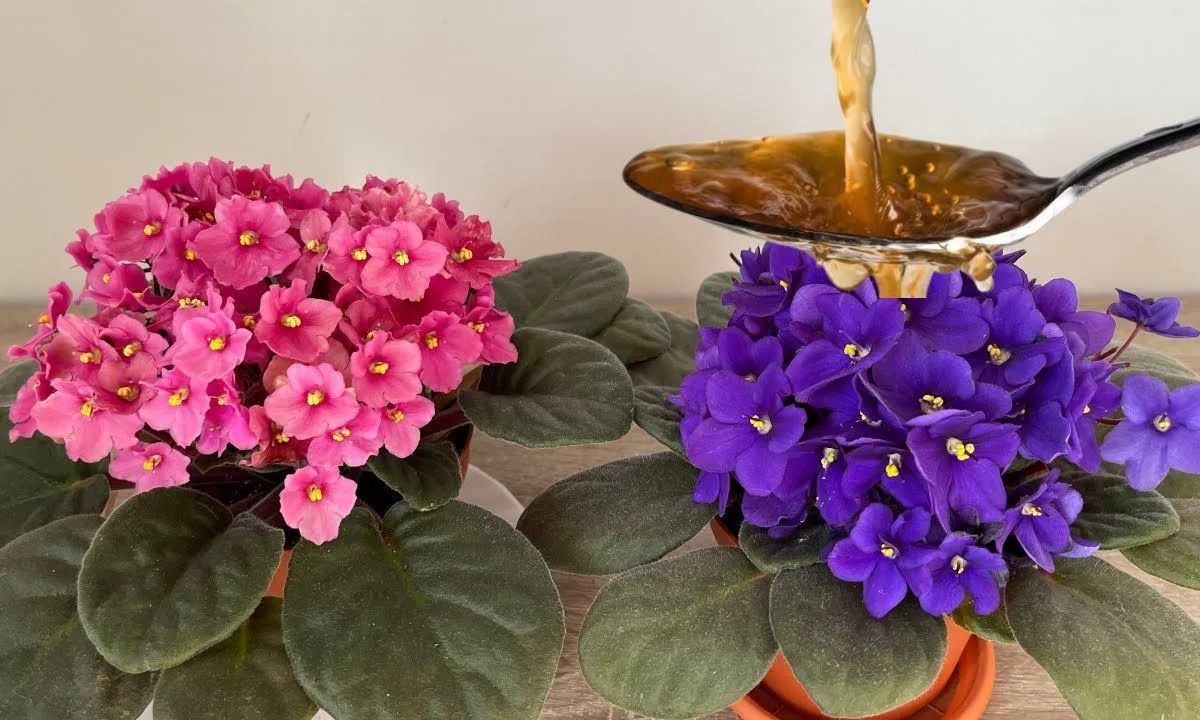 Фиалки цветут как сумасшедшие: подливаю эту простую подкормку, и куст усыпан бутонами круглый год