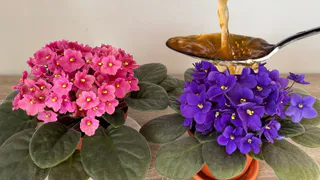 Фиалки цветут как сумасшедшие: подливаю эту простую подкормку, и куст усыпан бутонами круглый год