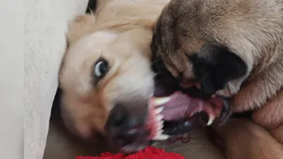 В Татарстане хотят законодательно ограничить число питомцев в квартирах