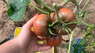 От них толку ноль: 5 «раскрученных» препаратов от фитофторы, которыми не советую обрабатывать томаты в сентябре