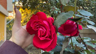 Освоил правильную обрезку роз по схеме бабушки из деревни. Жена больше не стыдится приглашать подруг в сад