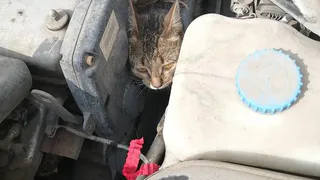 Вот это сюрприз! В Нижнекамске у автоледи не завелась машина: открыла капот, а там – кошка