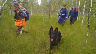 Курьеры Яндекс.Еды будут помогать волонтерам "Лиза Алерт" искать людей