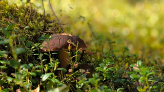 Некоторые жители Коми смогут свободно собирать грибы в заказнике "Белый"
