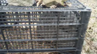 В Муроме пожарные спасли двух кроликов из огня