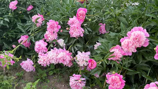 Титулованная красавица, которая цветёт с мая по октябрь: чудесный многолетник весь сезон радует пышными алыми цветами