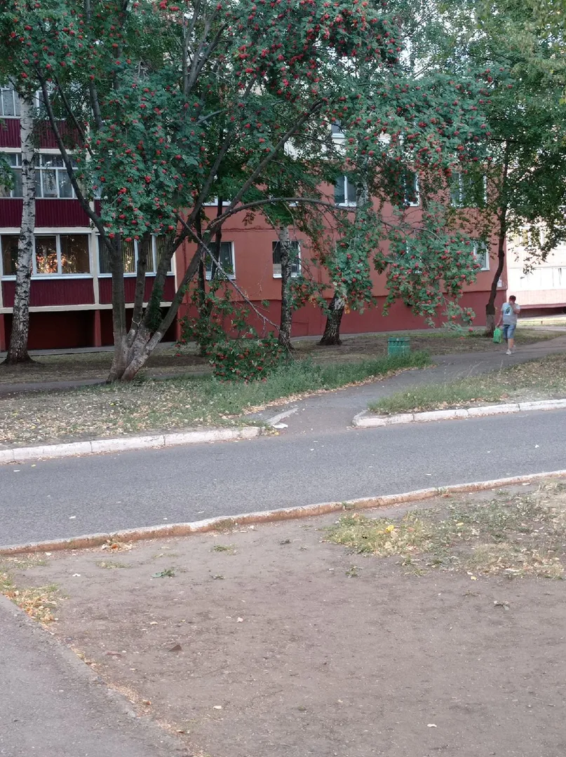 В Нижнекамске над тротуаром нависла сломанная ветка
