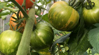 Лучшие сорта томатов — приносят до 7 кг с куста: помидоры крупные, вкусные и сахаристые, а урожайность рекордная