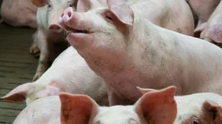 Провокаторы обманули жителей Семцов