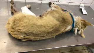 Рязанка рассказала подробности истории с изувеченной живодерами собакой