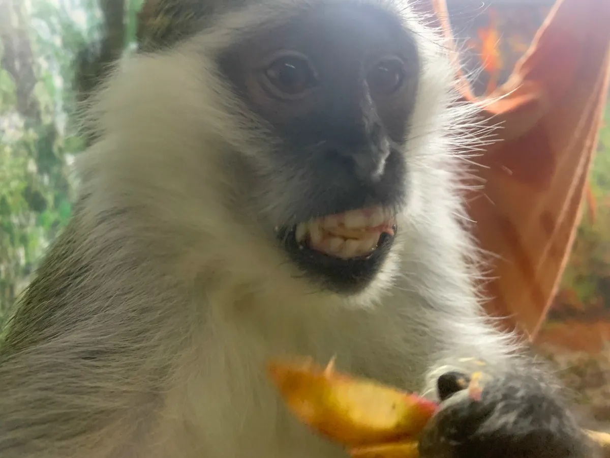 В Коми привили от бешенства медведя, енота и обезьян