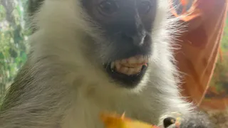 В Коми привили от бешенства медведя, енота и обезьян