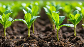 Не рассада, а сильные дубки: 1 ложка на 1 литр — и перцы с томатами крепнут на глазах: стали толщиной с мизинец