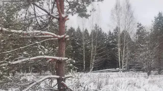 В Меленковском районе обнаружили браконьерские ловушки для охоты