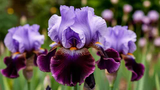 Пионы больше не короли сада: 9 растений, которые пахнут шоколадом - выбирайте любой и наслаждайтесь