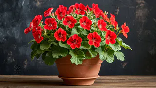 Крошку в горшок — и герань как подменили: листва всегда зеленая, а бутоны лезут даже на молодых черенках