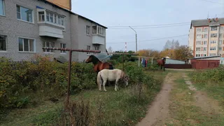 В поселке Краснозатонский лошади на самовыгуле запугали людей