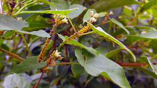 Тля атакует? Щавелевый щит — ваш секрет спасения урожая!