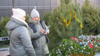 В Рязани состоялся рейд по незаконной торговле елями