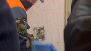 В Коврове спасатели помогли выбраться кошке из вентиляционной шахты многоэтажки