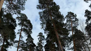 В Пензенской области высадят десятки тысяч деревьев в рамках акции «Сад памяти»