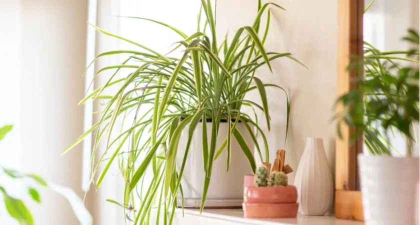 Домашние вампиры: шесть вещей в доме, которые высасывают ваше здоровье день за днем