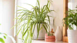 Домашние вампиры: шесть вещей в доме, которые высасывают ваше здоровье день за днем